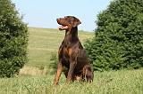 DOBERMANN 1094